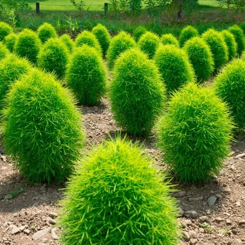 Vista 3 de 100 semillas de arbusto ardiente - (VERDE) Ciprés de verano, kochia scoparia