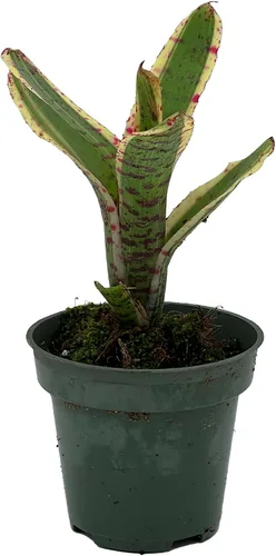 Vista 12 de ragnaroc Plantas vivas – Bromelia Billbergia Casa Blanca de raíz desnuda, gigante 20-30 cm - 1 unidad - Llegada viva garantizada - Plantas