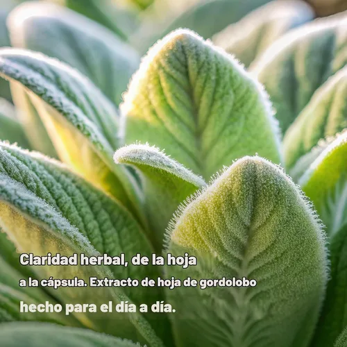 Vista 4 de OFERTA SUPLEMENTO Extracto de hoja de gordolobo 240 cápsulas vegetales
