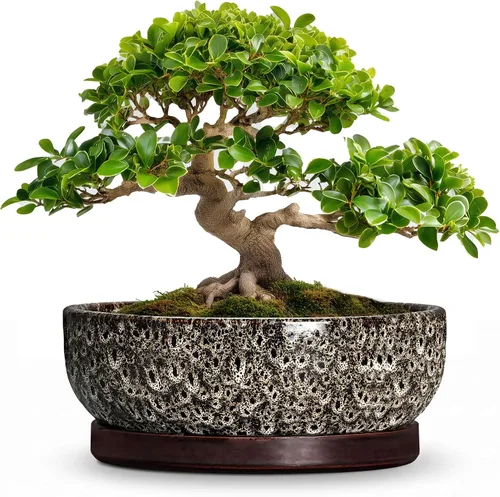 Vista 43 de Succulent Pots, 6 Inch Ceramic Bonsai Pots with Saucer, Blue