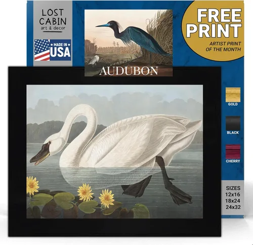 Vista 20 de Lost Cabin American Flamingo por James Audubon Impresión en marco biselado negro Reproducción de pintura de obras de arte finas Póster
