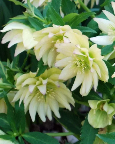 Vista 2 de Perennial Farm Marketplace Helleborus x W.J. 'Golden Lotus' (rosa lentense) perenne, 1 cuarto de galón, flores amarillas