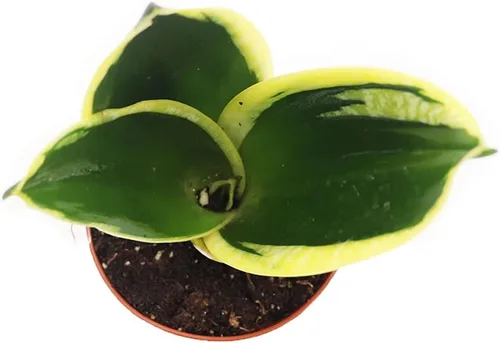 Vista 2 de Sansevieria Black Gold - 2" de California Tropicals