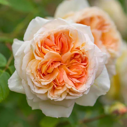Vista 5 de Rosas trepadoras inglesas de reliquia, planta de raíz propia viva para jardín al aire libre, Betsabé, muy fragante, zonas de rusticidad: 5-11