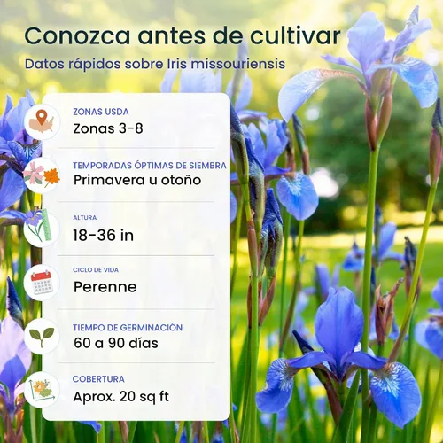 Vista 5 de Created By Nature Wild Iris Seeds, 400 semillas de flores perennes moradas