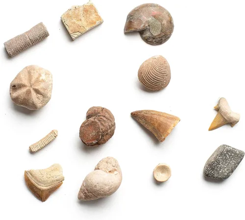 Vista 4 de Dan&Darci Excava una Docena de Ladrillos Fósiles - Rompe 12 Bloques y Descubre 12 Fósiles Reales Únicos - Rellenos para Cestas Arqueología Ciencia