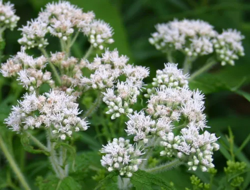 Vista 3 de Common Boneset/Eupatorium perfoliatum - 100 semillas (cultivadas orgánicamente)