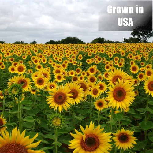 Vista 5 de Old Potters Wildlife - Semillas de girasol de aceite negro para aves y vida silvestre, sin OMG y cultivadas en Estados Unidos en pequeñas granjas