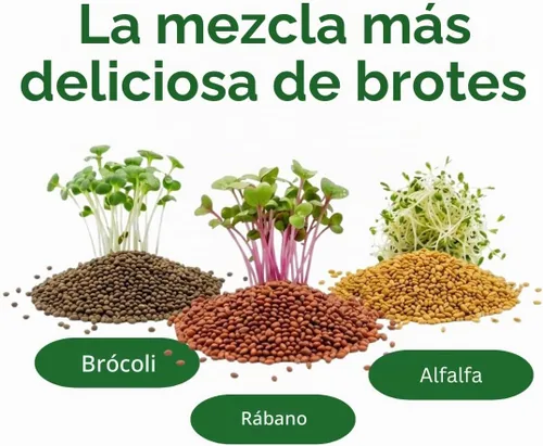 Vista 2 de Todd's Seeds Mezcla de semillas para germinar; Brócoli, rábano, alfalfa, sin OMG, libres de químicos, alta germinación (1/4 libra)