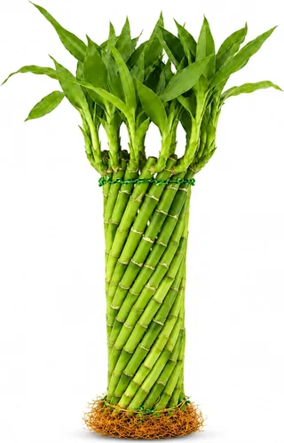 Vista 14 de Planta viva de bambú de la suerte, planta de interior de bambú rizado, Dracaena Sanderiana
