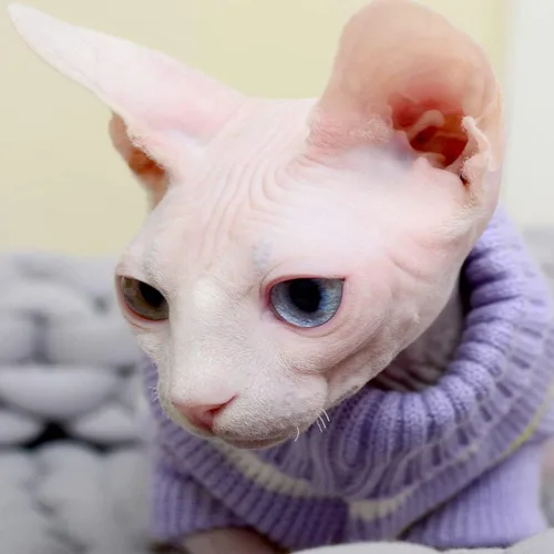 Vista 6 de Ropa para gatos para mascotas, ropa para gatos sin pelo, ropa de gatito de cuatro patas de alta elasticidad Ropa para el hogar