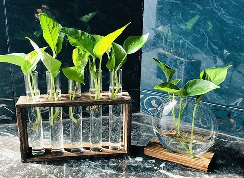 Vista 3 de Estación de propagación de plantador de tubo de ensayo de vidrio colgante de pared con soporte de madera, soporte de terrario para plantas