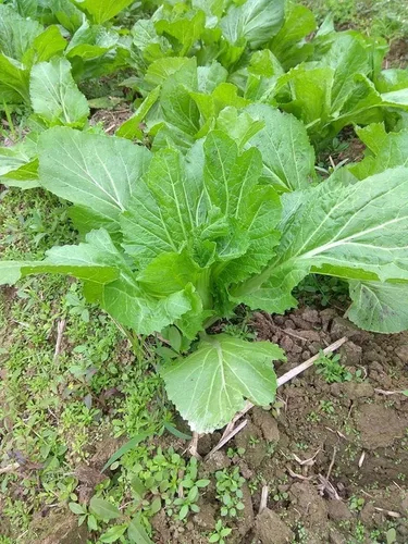 Vista 2 de Más de 750 semillas de bambú de hoja grande GAI Choi Mostaza Verde Junio de 2021 Prueba Cải