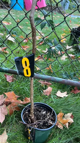 Vista 2 de Ginkgo Biloba Planta exacta #8Seedling sin sexo a raíz desnuda 3 años de edad