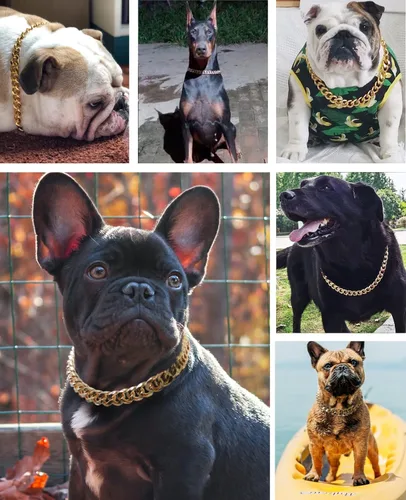 Vista 5 de Collar de perro con cadena dorada de 3/4 de ancho, collar de perro de eslabones cubanos de moda, lindo collar de mascota para perros pequeños
