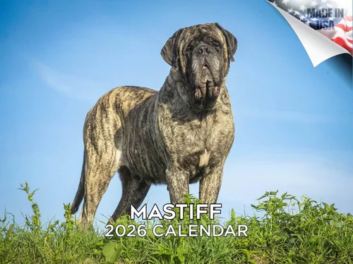 Vista 211 de Calendario de Lebrel Afgano 2025 2026, calendario mensual de pared de raza canina, 12" x 18" abierto, papel grueso sin traspaso, ideal para regalo