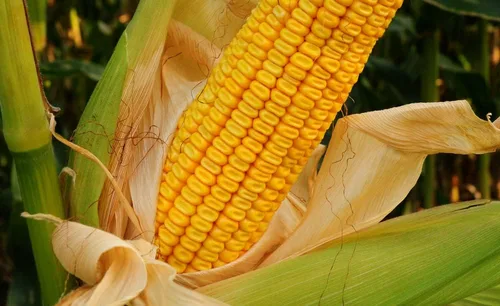 Vista 3 de Semillas de maíz raras para plantar - 25 semillas por paquete - (mezcla de fresa Delite)