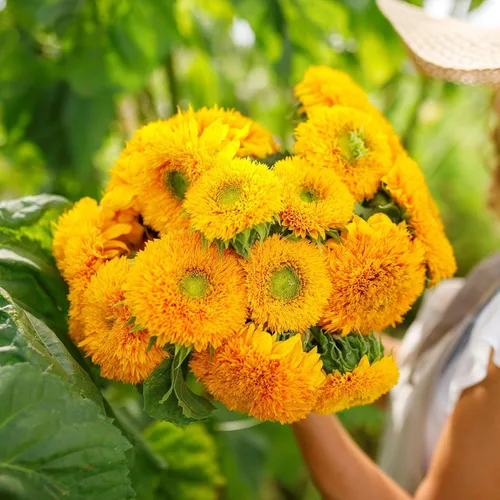 Vista 32 de Eden Brothers Semillas de girasol - Autumn Beauty
