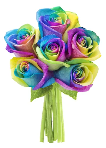Vista 6 de KaBloom - Rosas arcoíris (media docena)- Flores frescas para cumpleaños, San Valentín y Día de la Madre
