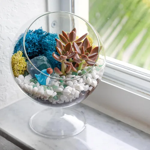 Vista 8 de Creations by Nathalie Kit de bricolaje de terrario cáliz de 6" con plantas vivas - Construye tu propio terrario de vidrio para adultos y niños