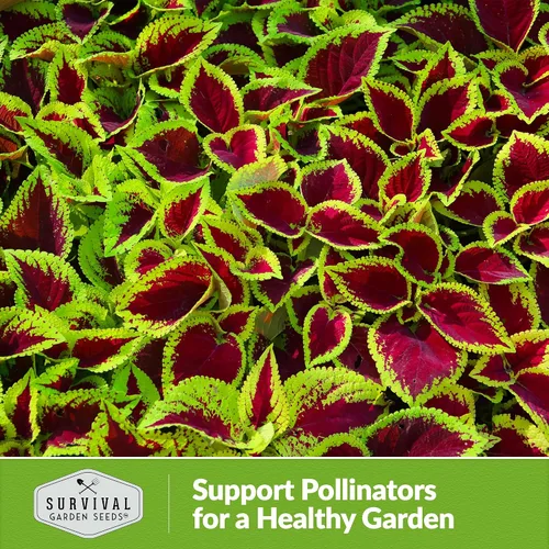 Vista 5 de Rainbow Mix Coleus Semillas para plantar, jardín de sombra anual, 1 paquete Indoor & Outdoor Plant with Colorful Foliage for Containers