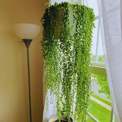 Vista 4 de Planta de cadena de perlas vivas para plantar, maceta de cadena de perlas, planta de cadena de perlas vivas, completamente enraizada, planta
