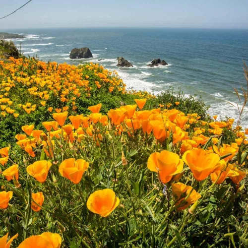 Vista 2 de Outsidepride Semilla de amapola de California - 1/4 LB