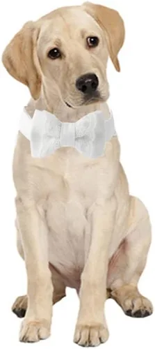 Vista 3 de Collar único de boda para perro, collar de algodón blanco con hebilla de metal ajustable, adecuado para perros pequeños (boda S)