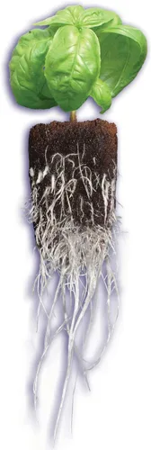 Vista 3 de General Hydroponics Arrancador de plantas RapidRooter, 1400 enchufes de repuesto a granel