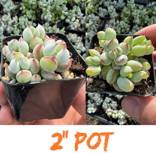 Vista 8 de Cotyledon Pendens - Planta viva suculenta en maceta, planta de casa rara para decoración del hogar y la oficina, cultivo en interiores y exteriores