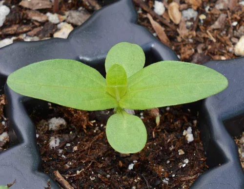 Vista 3 de Zinnia Elegans, mezcla de flores de cactus, paquete de 1,500 semillas por Seeds2Go