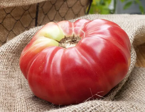 Vista 2 de Paquete de semillas prémium de tomate German Queen Heirloom + más