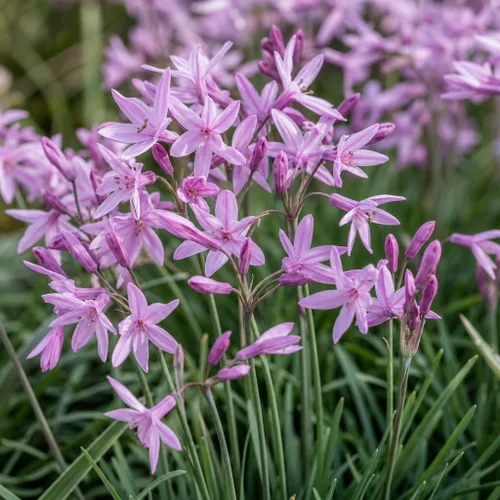 Vista 3 de Society Ajo - 10 plantas vivas - Tulbaghia Violacea - Flores que atraen mariposas