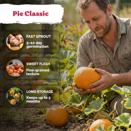 Vista 4 de KVITER 50 semillas de calabaza de azúcar orgánicas (Cucurbita Pepo) – Semilla de calabaza pequeña reliquia, carne dulce de grano fino para enlatar