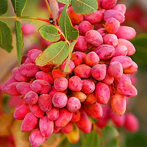 Vista 3 de Árbol de pistachos 5 piezas de semillas para el jardín del hogar