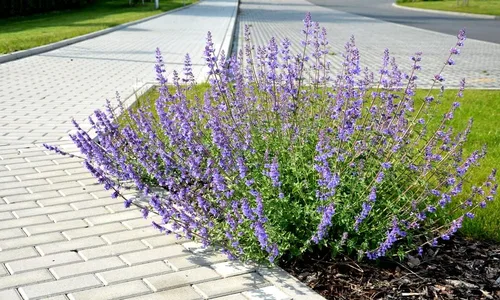 Vista 2 de Blue Steel - Semillas de salvia para plantar, 50 semillas, fáciles de cultivar