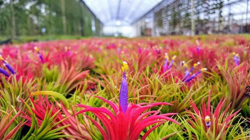 Vista 4 de Plantas de aire vivo – Grupo colgante de fuego Ionantha – Planta de aire de 2 a 3 pulgadas con 3 – 5 plantas – Color y forma varían según