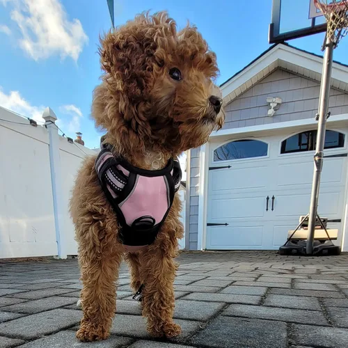 Vista 6 de Buddy's Best Arnés para perro, arnés sin tirones para mascotas, con 2 clips para correa, arnés ajustable suave acolchado reflectante de seguridad