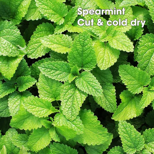 Vista 4 de Bolsas de té de menta verde pirámide con cuerda, dulces y delicadas de mentol, hojas de menta verde prémium
