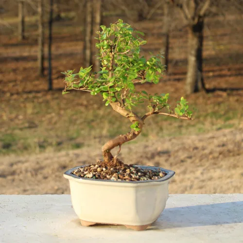 Vista 5 de Brussel's Bonsai Árbol bonsái de ciruela dulce china viva, 5 años, 6 a 10 pulgadas, bonsái de interior en maceta de bonsái de cerámica