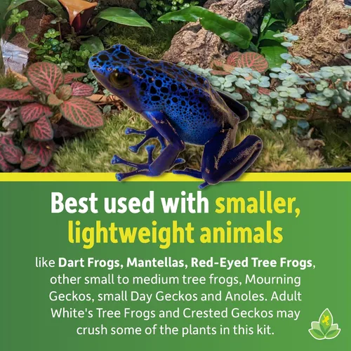 Vista 5 de Josh's Frogs Kit de plantas de vivario tropical de 12x12x18