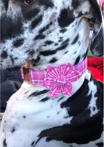 Vista 5 de Collar de perro Lionheart Glory, collar de perro rosa con flor, lindo collar para mascotas con patrón floral ajustable para perros pequeños Rosado