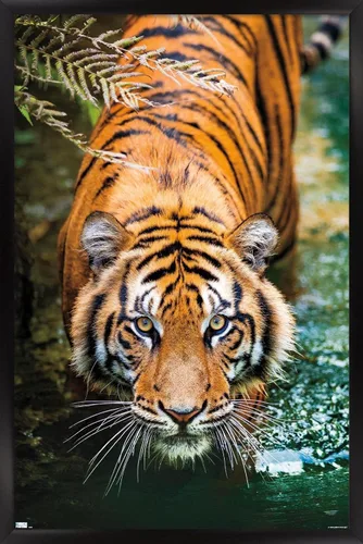 Vista 8 de Trends International Tiger - Póster de pared de agua, 14.725 x 22.375 pulgadas, versión enmarcada de madera de granero