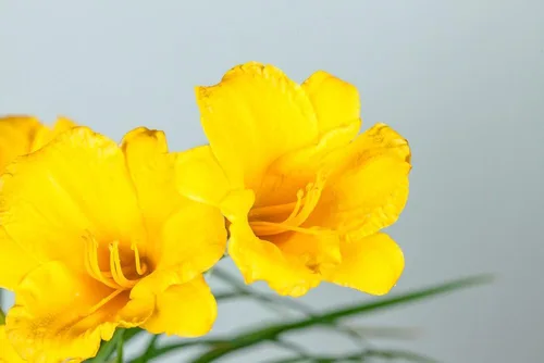 Vista 4 de Stella DE'ORO Daylily - Tamaño: 1 galón, planta viva, incluye fertilizante de mezcla especial y guía de plantación