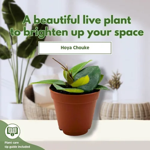 Vista 3 de BubbleBlooms Hoya Chouke 2 pulgadas