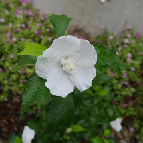 Vista 4 de s 2 Gal. Pilar Blanco Rosa de Sharon (Hibisco) Arbusto