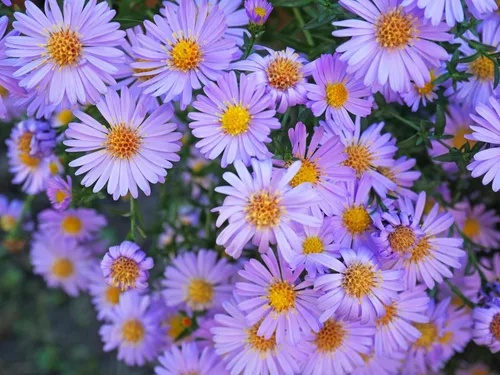 Vista 4 de 50 semillas de flor de Aster de Arroz (Aster tupido) Aster Dumosus