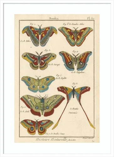 Vista 6 de Amanti Art Lienzo decorativo para pared enmarcado de 24 x 18 pulgadas, diseño de mariposas de naturaleza III de historia, arte de pared de animales