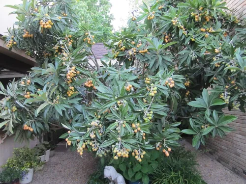 Vista 5 de Planta de plántulas de árbol frutal de LOQUAT de ciruela japonesa suculenta dulce