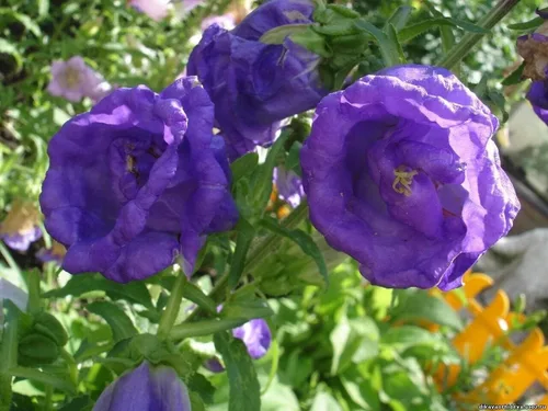 Vista 6 de Semillas Canterbury Bells Doble Mezcla Flores Bienales